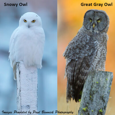 Keynote Presentation: The Great Gray and Snowy Owl, Comparative Visual ...