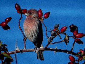 Plants for Birds